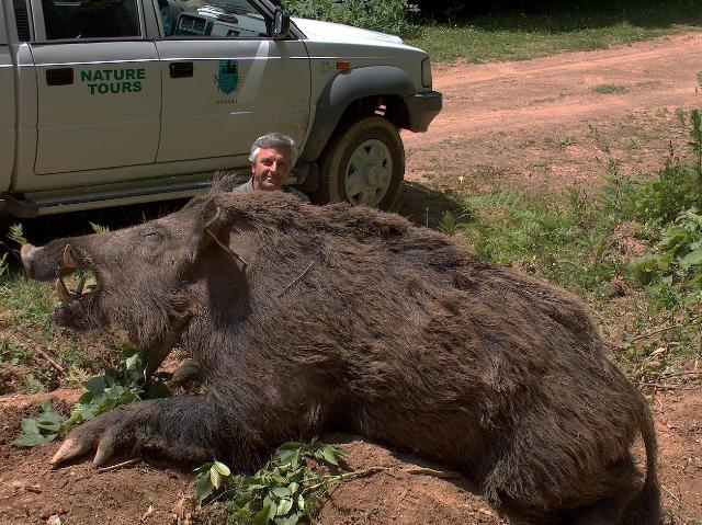 781 lbs hog turkey